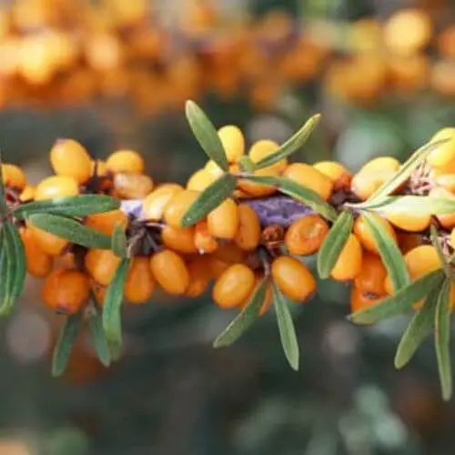 Argousier (Hippophae rhamnoides)