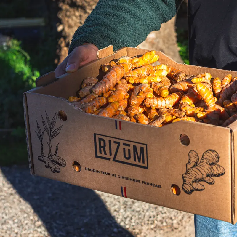 CURCUMA FRAIS