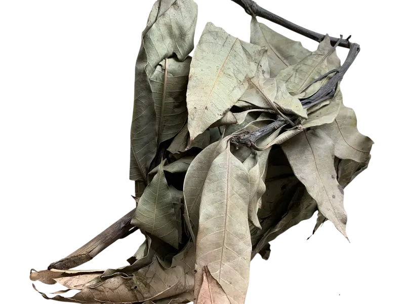 Feuilles de Manguier