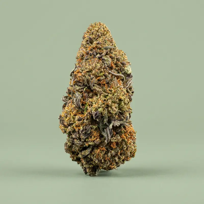 FLEURS TROPICAL GHOST INDOOR PREMIUM