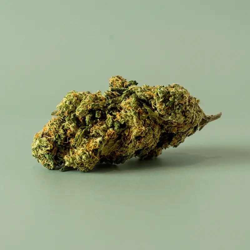 Mobydick / Indoor 🇨🇭